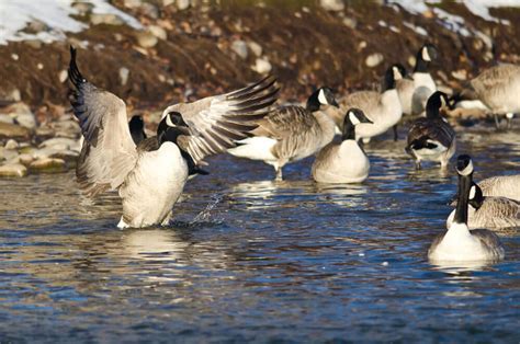 humane society international scandal|BREAKING: Canada Goose will no longer use new fur .